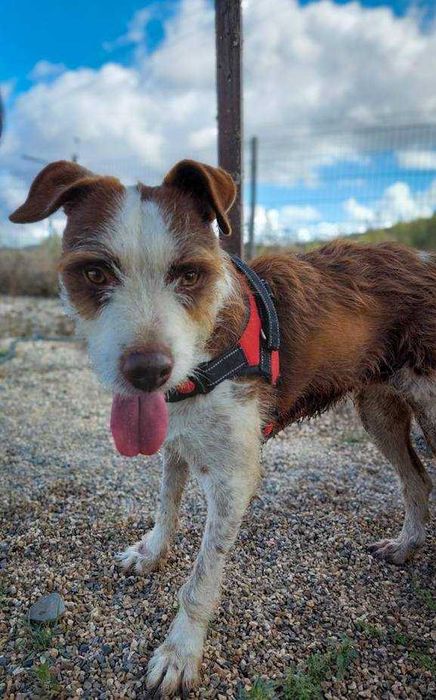 Estrelinha - cadela média para adoção