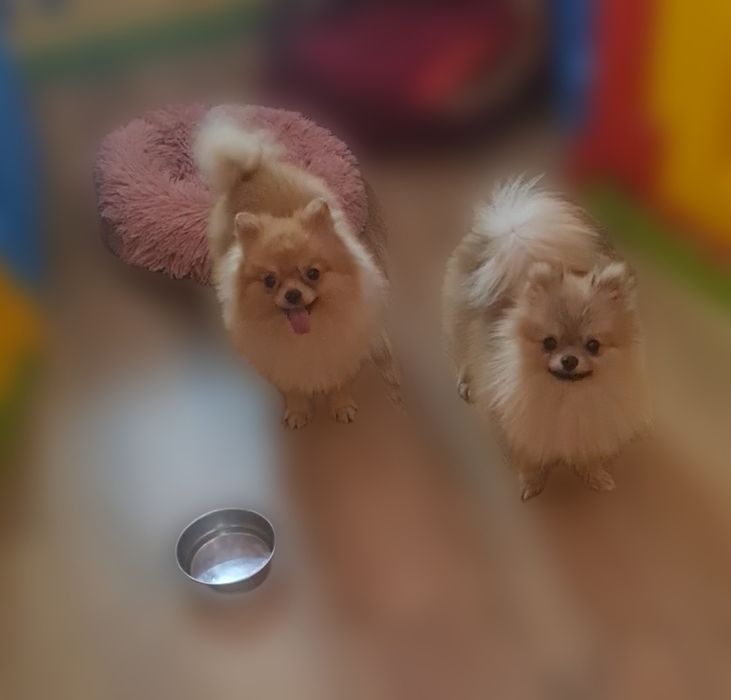 Хлопчики померанського шпіца