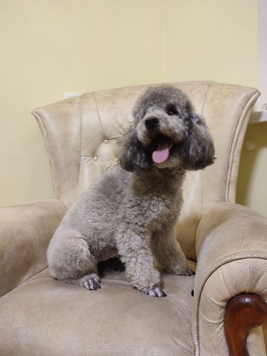 В'язка, карликовий пудель