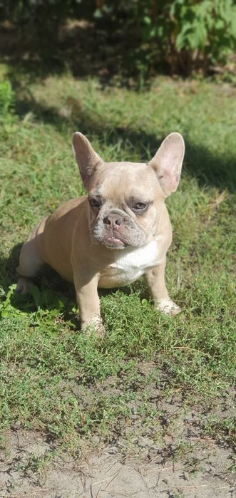 Продам щенков французского бульдога