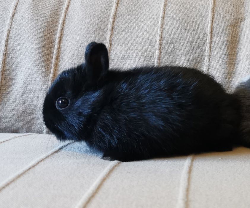 KIT Coelhos anões mini holandês e mini teddy lindíssimos