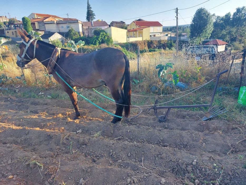 Macho filho de burra