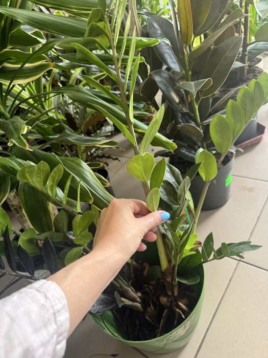 Замиокулькас продам