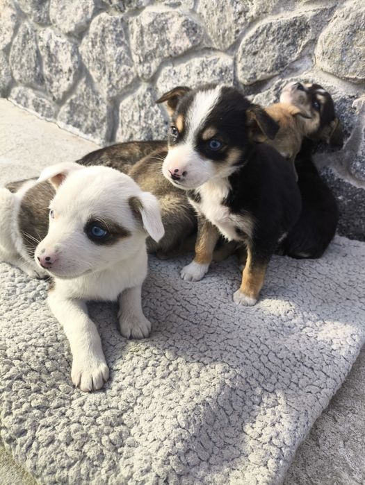 Віддам собачок Гайсин