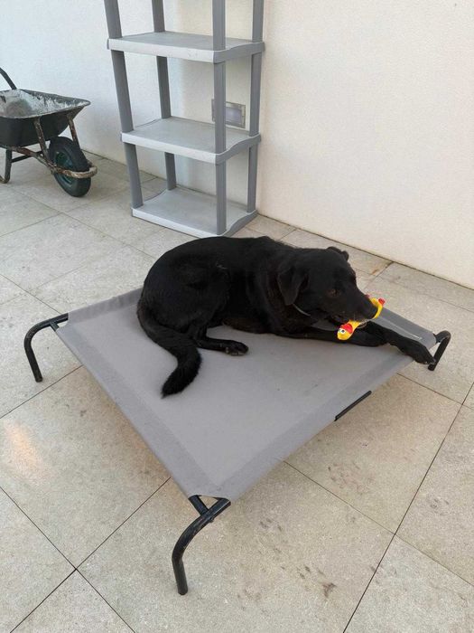 Cama Elevada / Rede para Cão