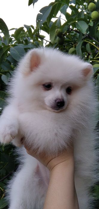 Маленька світленька