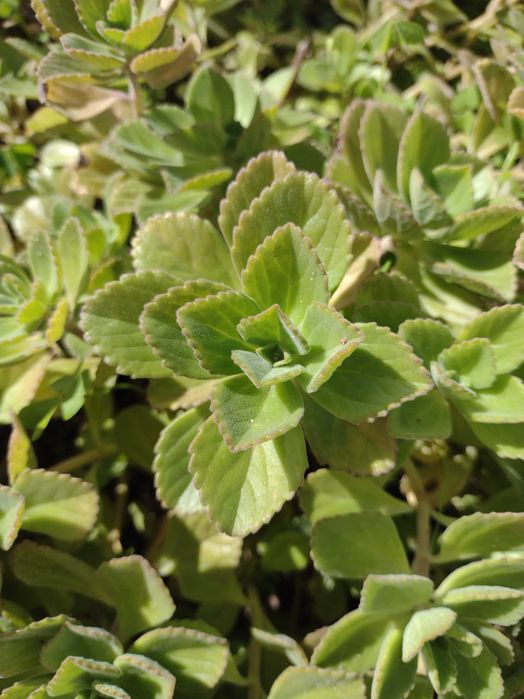 Plantas Suculentas Diversas