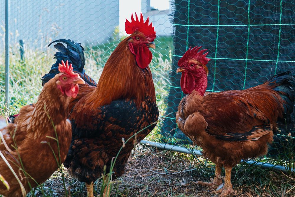 Ovos Galados de galos/galinhas de grande porte