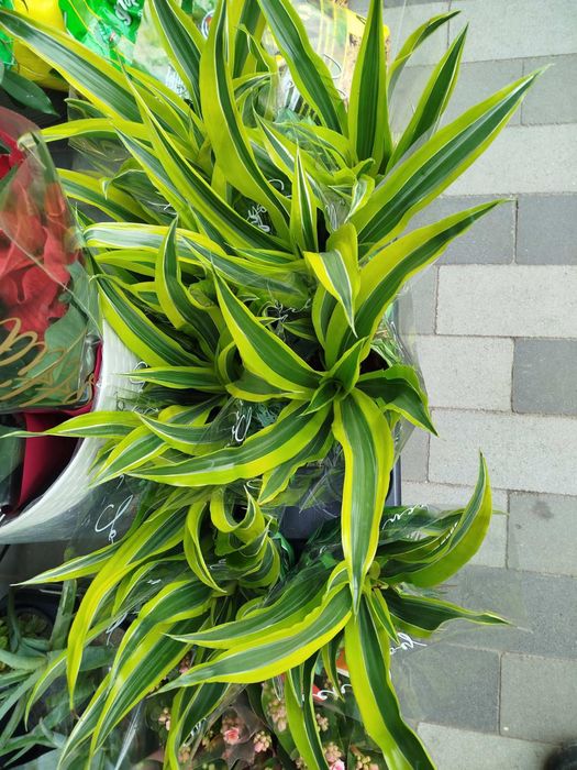 Орхідеї та інші кімнатні квіти