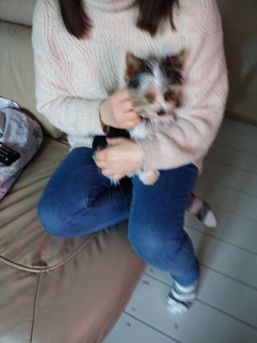 Domowy hotel dla psów