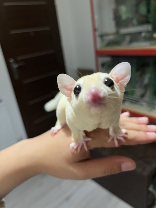 Samiec lotopałanki karłowatej – leucistic