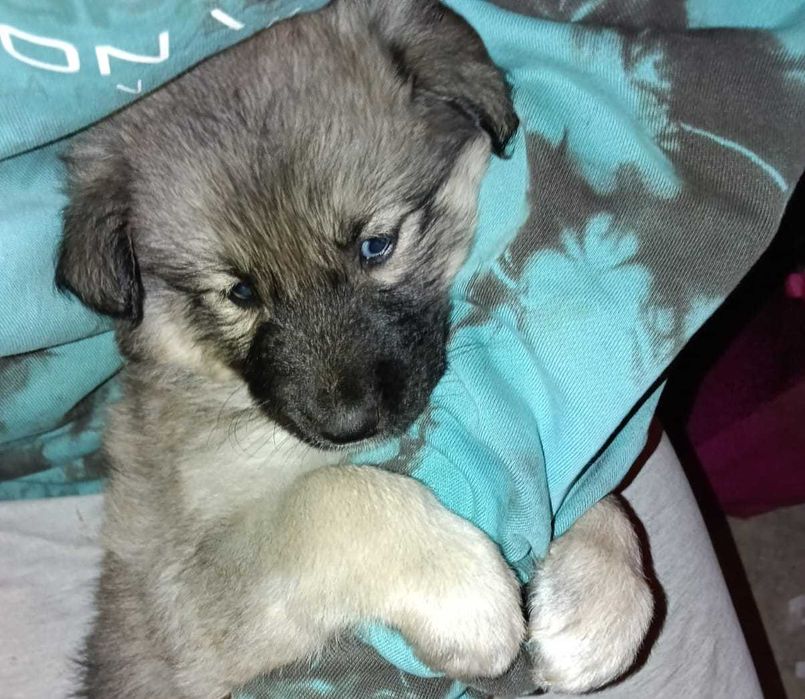 Oddamy Husky i mix owczarek :) adopcja