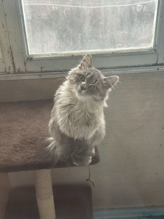 Отдаем хороших котиков в хорошие руки