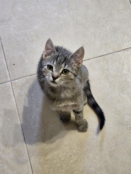 Urocza koteczka szuka swojego miejsca na ziemi - do adopcji