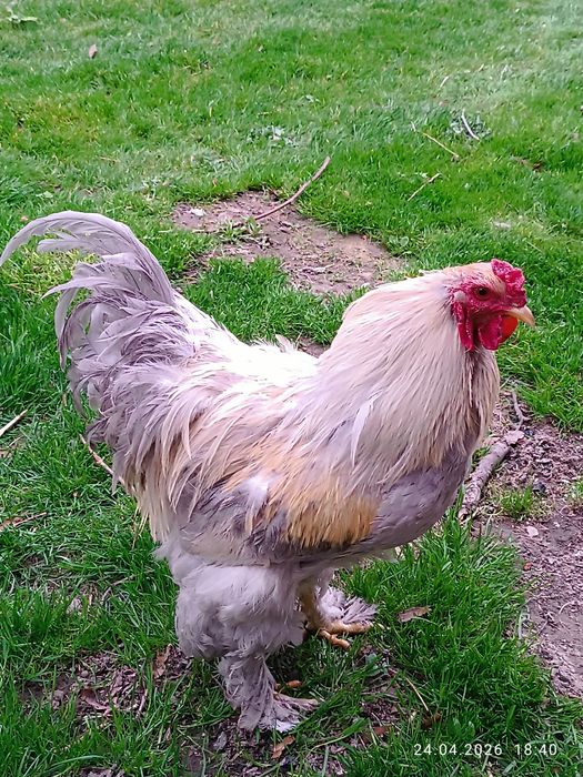 Kogut Brahma Lawendowa Isabell