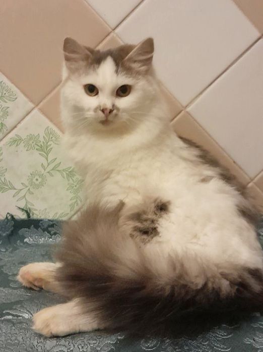 Віддам пухнастого котика