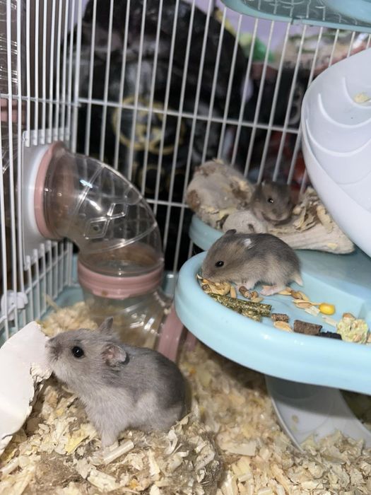 Продам хомяка джунгарика