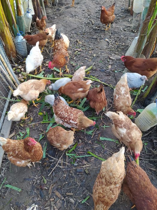 Ovos GALADOS Galinhas Criadas Ar Livre