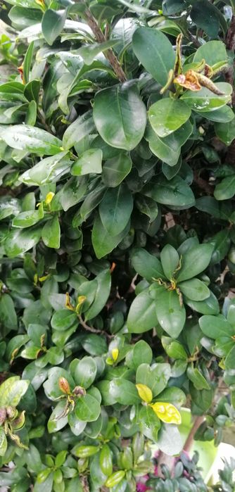 Bonsai fícus Ginceng