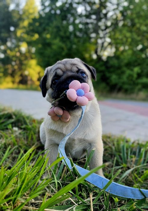 Mops chłopiec FCI