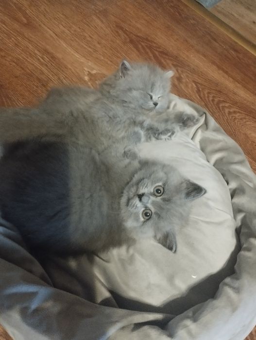 Kotka brytyjska krótkowłosa