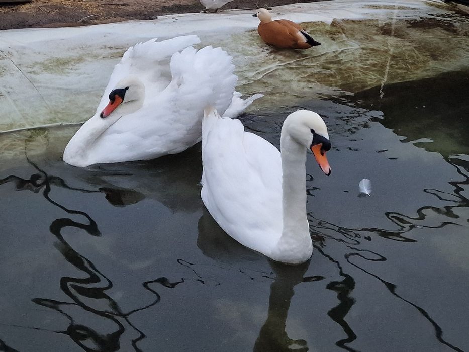 Cisnes brancos e pretos