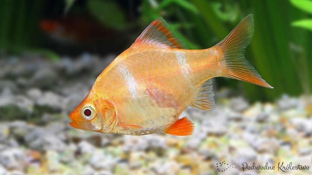 GB Brzanka Sumatrzańska Albinos