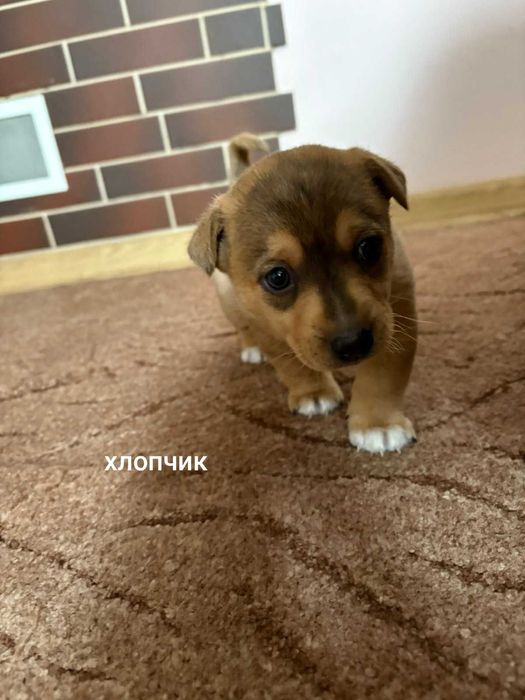 Цуценя в добрі руки