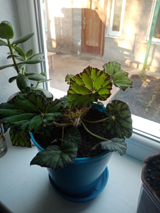 Бегония комнатная