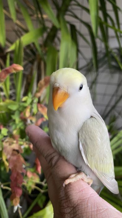 Agapornis domesticado