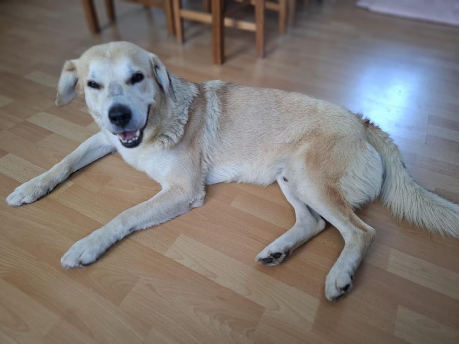 Imbir, pies w typie labradora szuka domu!