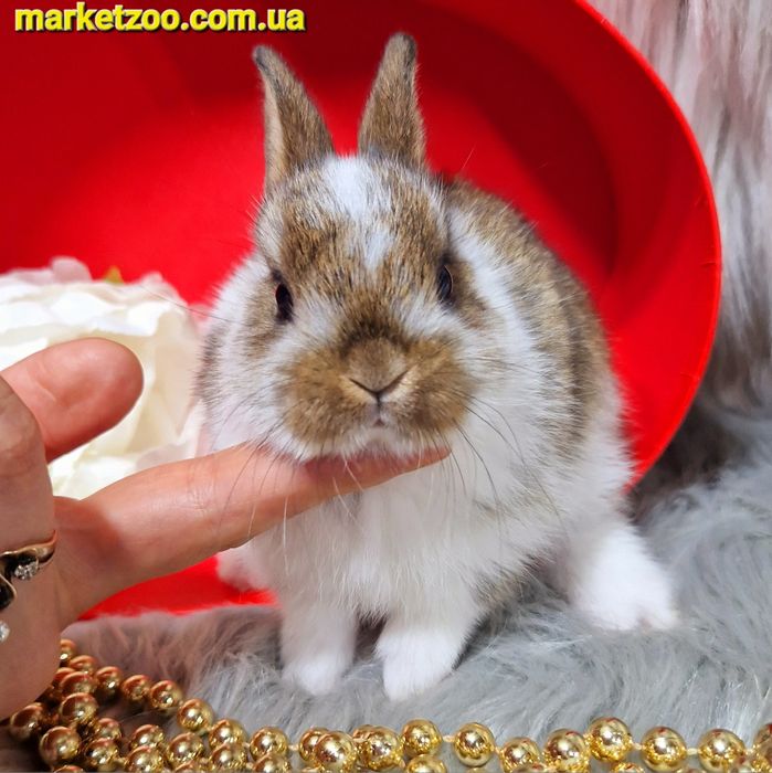 Голандський міні кролик золотистого окрасу