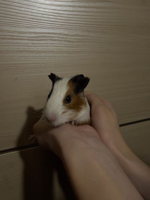 Морські свинки  вік 1 місяць