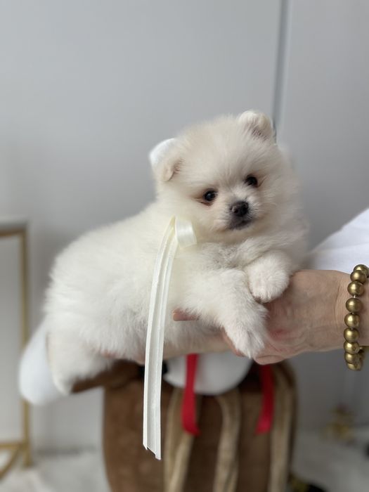 Померанські шпіци — Ці очі не забудеш ніколи