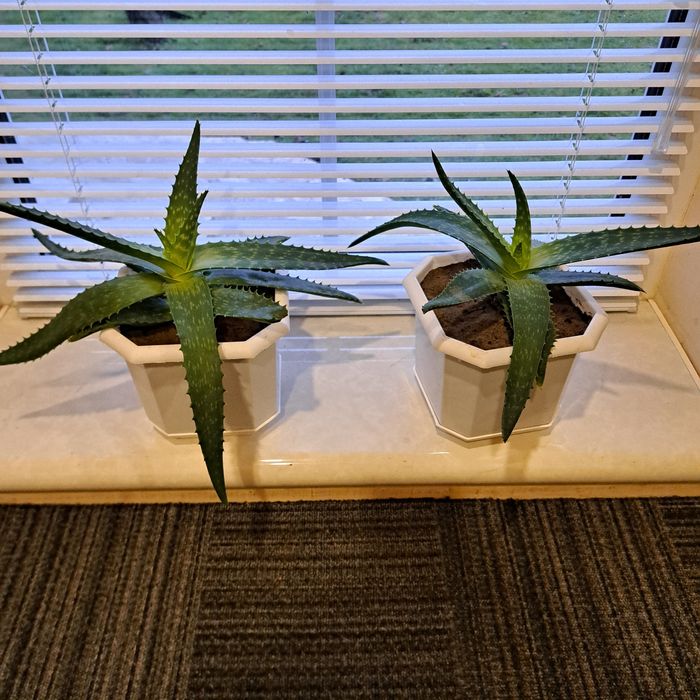 Кімнатні рослини