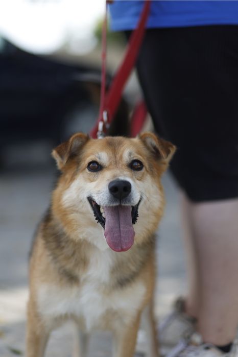 Mały pies 15 kg | Dla aktywnej osoby lub pary