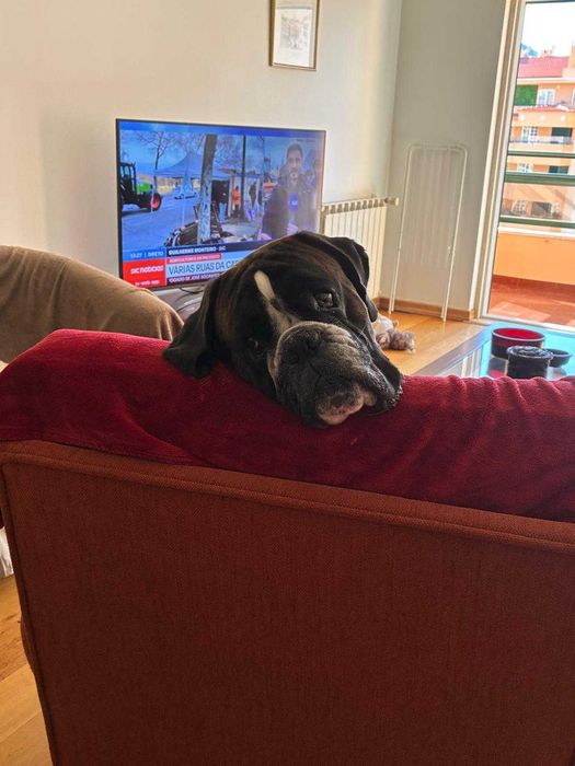 Boxer Acasalar LOP (apenas quero um dos cães)