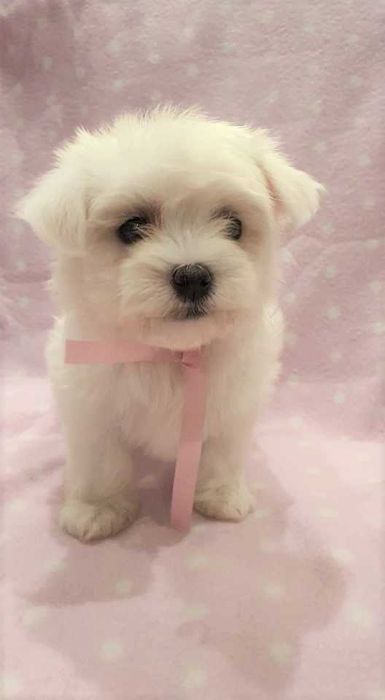 Maltańczyk mini piesek. Pełna dokumentacja.