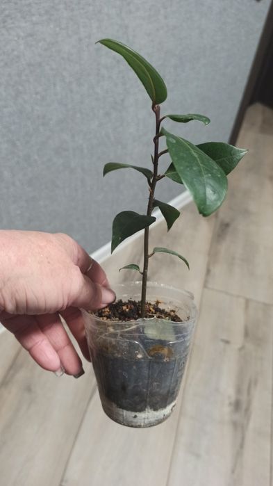 Домашняя колекция сокращаю . Лавр, лимон, банан