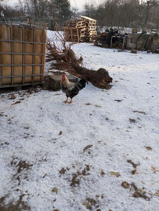 Kogut  koroną czarny i parka kogut kura czerwone
