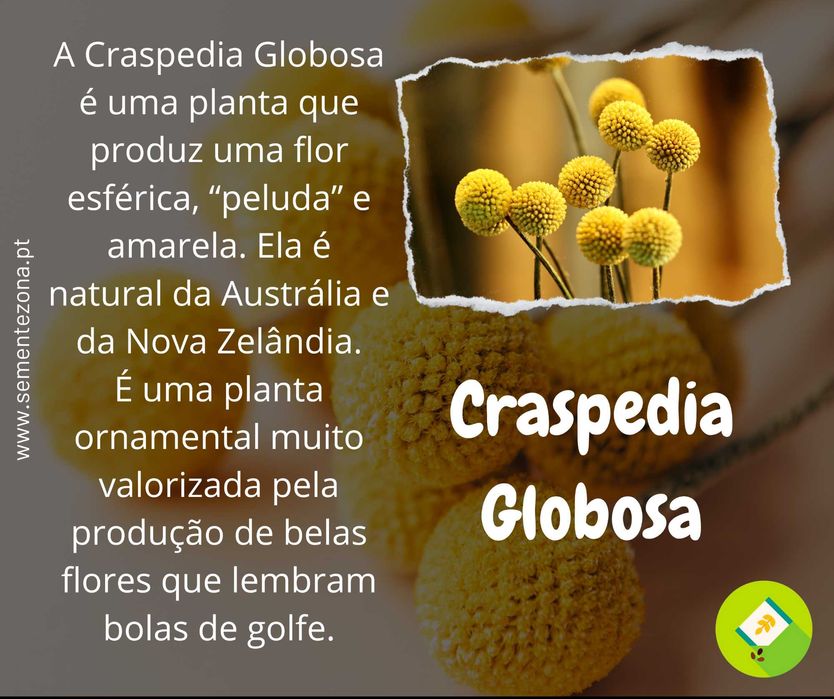 20 Sementes de Craspedia Globosa Amarela