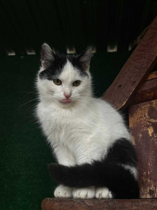 kociak pusia 7 mies w schronisku w lututowie