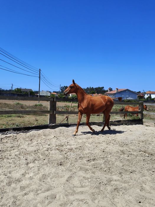 Poldra anglo-arabe 14 meses