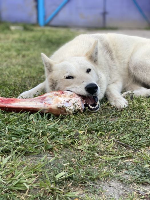 Лайка, цуценя лайки хлопчик