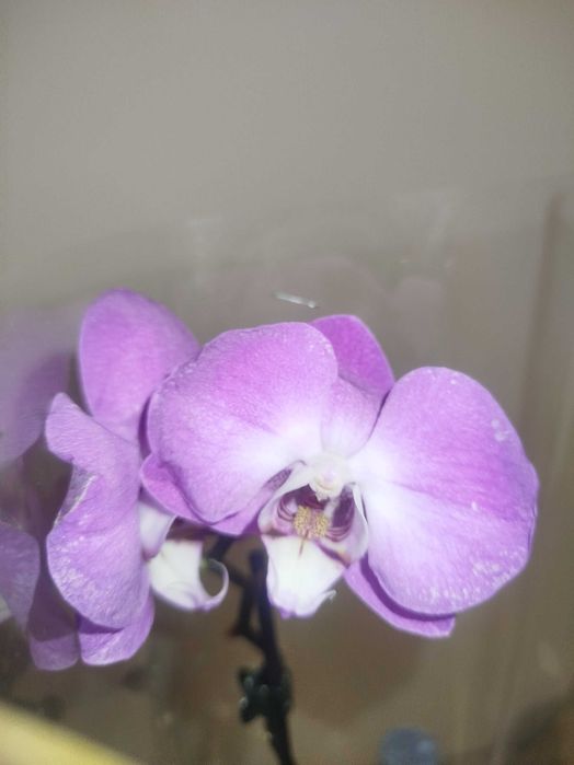 продам орхідею! с