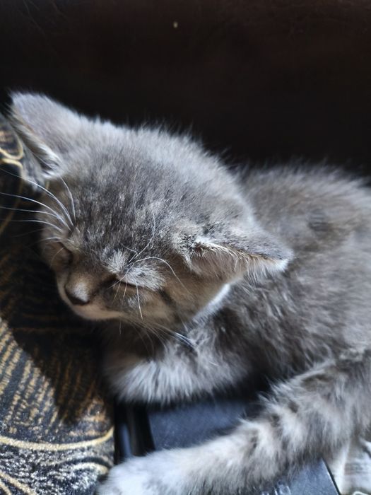Віддам хороші руки кошенят