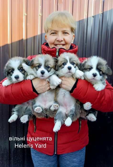 Вільні цуценята nbt