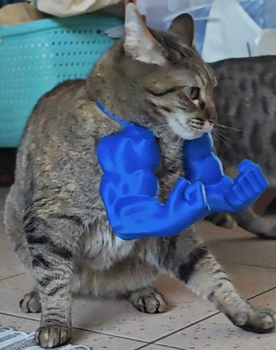 Braços Para Gato Bíceps Músculo Braço Do Hulk Engraçado