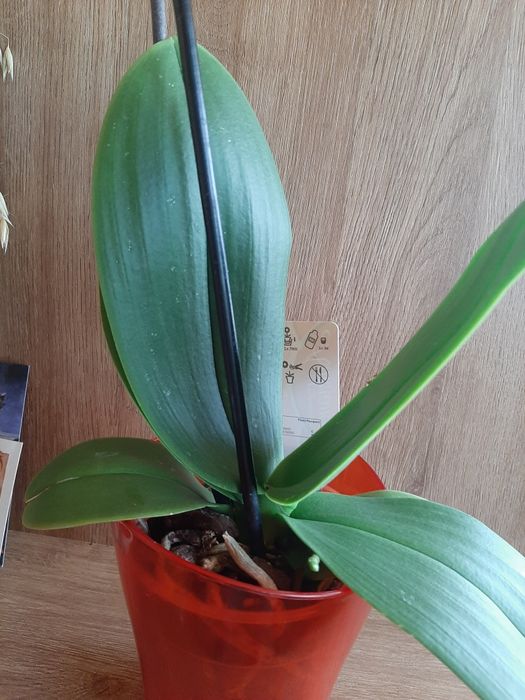 ОрхідеяІ    орхідея