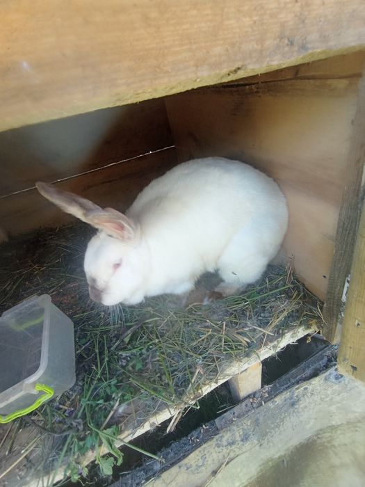 Продаються кролики і крилички